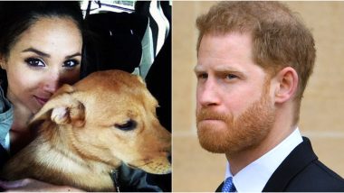 Meghan Markle and Her Rescue Pooch Bogart Won’t Reunite and the Reason Is Prince Harry!