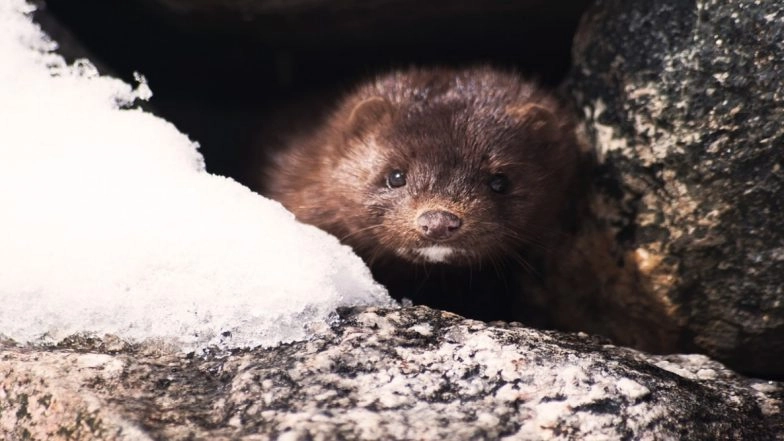 Spain to Kill Over 90,000 Mink After 6 Farm Employees Test Positive For Coronavirus