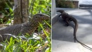 Monitor Lizard, 4-Feet-Long, Rescued from Agra Factory