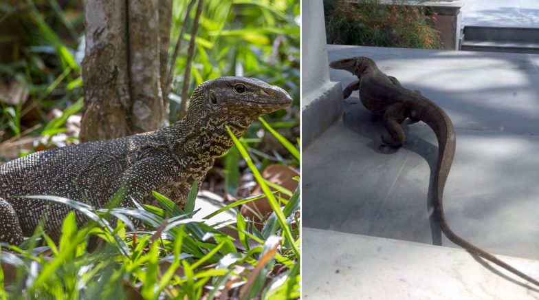 Pic of Huge Monitor Lizard in Delhi Home Causes Panic, Are They Dangerous?  Know Facts About This Reptile | 🔬 LatestLY