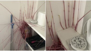 Potato Grows Into an Alien-Like Monster Structure in French Woman's Kitchen During Lockdown, View Scary Pics!