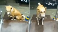 As Rains Hit Mumbai, This Video of Shopkeeper Offering Shelter to Drenched Street Dog Will Warm Your Heart!