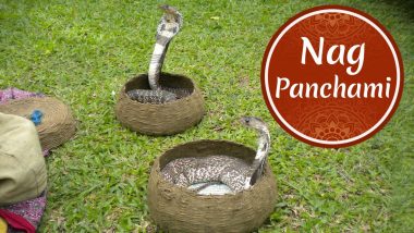 Nag Panchami 2020: Cobra Snakes Do NOT Drink Milk, Here's What You Should Know About This Myth and Worshiping of Snakes on This Day