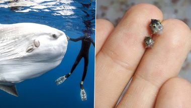 Pictures of Tiny Baby Ocean Sunfish Compared to Fully Grown Giants is Making Netizens Lose Their Mind! Know More About One of Heaviest Bony Fish in The World