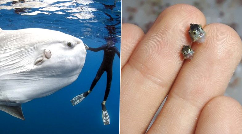 Pictures of Tiny Baby Ocean Sunfish Compared to Fully Grown Giants