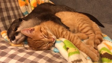 Cute Video of Otter Hugging a Cat While Sleeping is Going Viral, Check Other Adorable Pics and Videos of This 'Otterly Purrfect' Unlikely Friendship