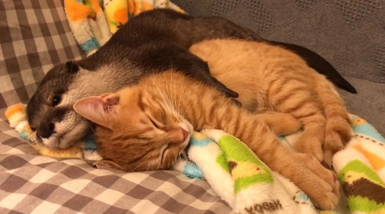 Cute Video of Otter Hugging a Cat While Sleeping is Going Viral, Check Other Cute Videos 