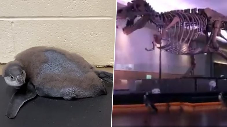 Cute Baby Penguin at Columbus Zoo Doing Yoga, Magellanic Penguins Visiting Chicago's Field Museum & Other Viral Penguin Videos of the Week