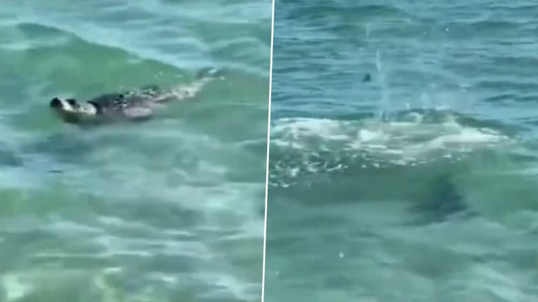 Shocking! Curious Baby Seal Approaches Beachgoers at Aktau in Kazakhstan, Video Shows People Throwing Stones in Return (Watch Animal Cruelty Captured on Camera)