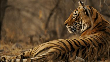 Uttar Pradesh: Tiger Carcass Found Near Pilibhit Reserve