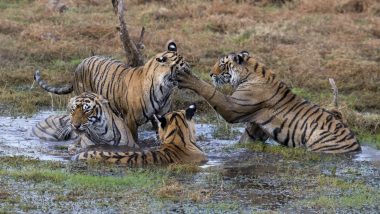 Tiger Killed in Fight With Another Tiger at Maharashtra's Umred Paoni Karhandla Wildlife Sanctuary