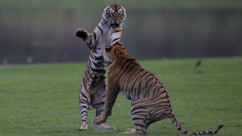 Wildlife Population in World Declined by 68% Since 1970, Says WWF's Living Planet 2020 Report