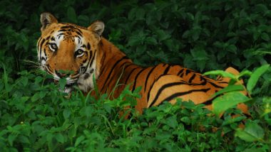 International Tiger Day 2020: Interesting Facts About The Majestic Wild Cats That You Should Know