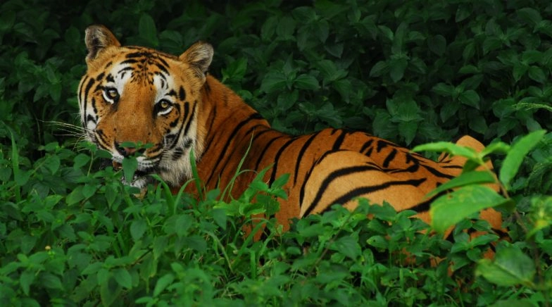 International Tiger Day 2020: Interesting Facts About The Majestic Wild Cats