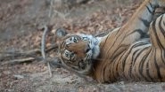 Young Tiger 'Yuvraj' Topples Regime of Old Tiger at Sariska Tiger Reserve, Wrests Power Over Crucial Territory