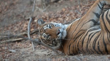 Young Tiger 'Yuvraj' Topples Regime of Old Tiger at Sariska Tiger Reserve, Wrests Power Over Crucial Territory