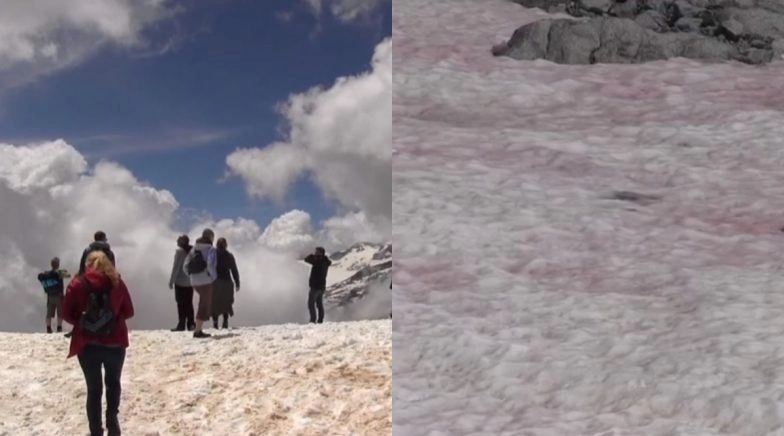 Pink Ice Cover Italian Alps Due to Growing Algae Caused by Climate Change, May Trigger Melting