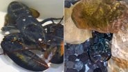 Rare Blue Lobster 'Clawde' Fished For Cooking Rescued And Sent to Akron Zoo by Restaurant Employees Due to its Uniqueness! (See Pictures)