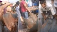 800 Kg Fish Found in India? Rare Fish Chilshankar Weighing Almost A Ton Caught in West Bengal&rsquo;s Digha Auctioned for Rs 20 Lakh (Watch Video)