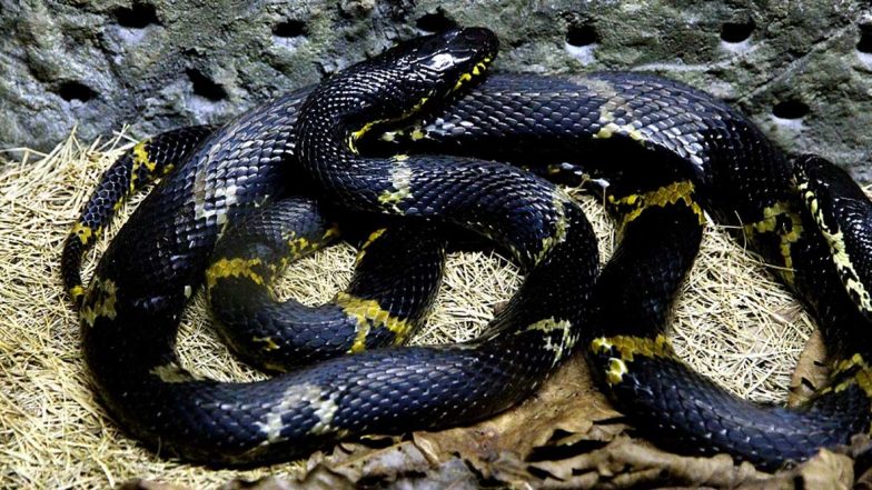 Massive Seven-Foot-Long Rat Snake Rescued From Garage in Agra Air Force Station