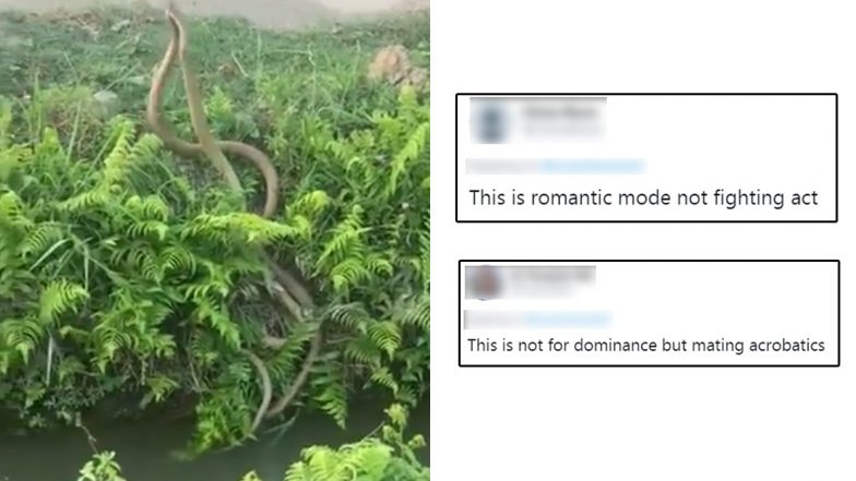 Viral Video Shows Rat Snakes Fighting For Dominance But Netizens Believe This Dance-Off Is An Act of Mating