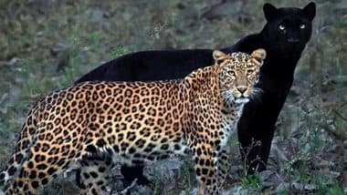 Black Panther Saya Captured With His Partner Leopard Cleopatra in India's Kabini Forest by Wildlife Photographer Mithun H, View Rare Pic of 'The Eternal Couple'