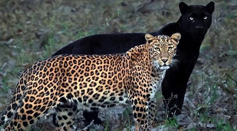 Black Panther Saya Captured With His Partner Leopard Cleopatra in India's Kabini Forest, View Pic