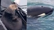 Sea Otter Escapes Killer Whale Attack by Jumping on Man's Boat in Alaska, Watch Fascinating Viral Video