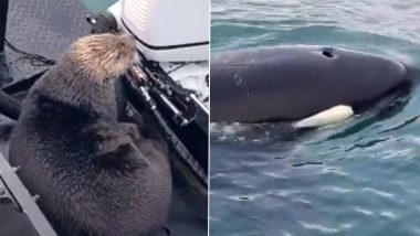 Sea Otter Escapes Killer Whale Attack by Jumping on Man's Boat in Alaska, Watch Fascinating Viral Video