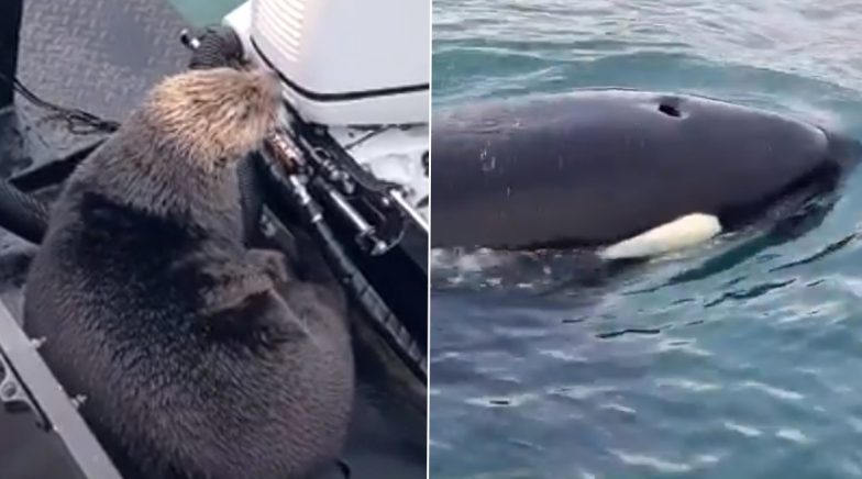 Sea Otter Escapes Killer Whale Attack by Jumping on Man's Boat in Alaska, Watch Viral Video