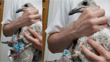 Seagull's Feet Gets Trapped in Used Face Mask in Chelmsford, RSPCA Essex South Rescues Bird And Warns People to Responsibly Dispose of PPE