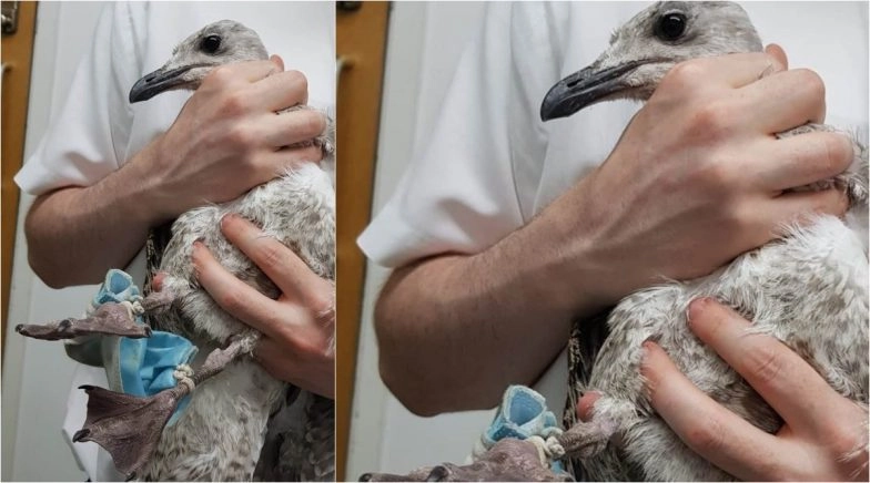 Seagull's Feet Gets Trapped in Used Face Mask in Chelmsford, RSPCA Essex South Rescues Bird