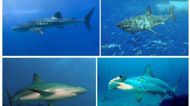 Shark Awareness Day 2020: Interesting Facts About Sharks