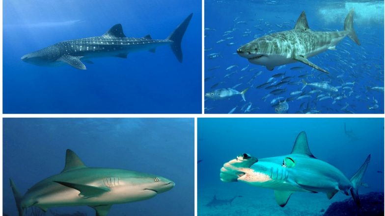Shark Awareness Day 2020: Interesting Facts About Sharks From Being World’s Biggest Fish to Growing 50,000 Teeth!