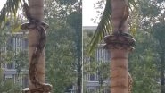 Old Video of Reticulated Python Climbing Tree Resurfaces Online, Snake's Method of Scaling a Bark is Scaring Netizens!