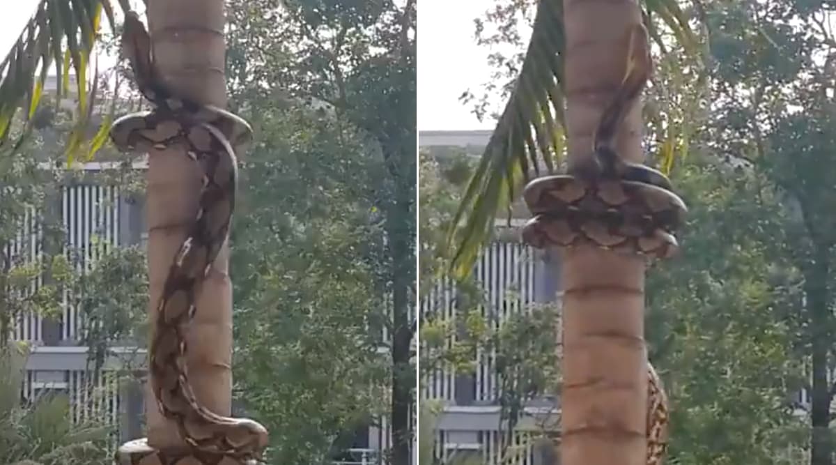Old Video of Reticulated Python Climbing Tree Resurfaces Online