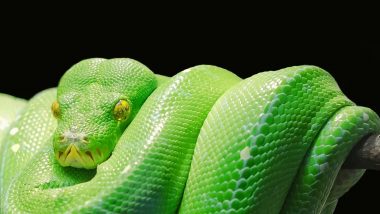 World Snake Day 2020: Fascinating Yet Creepy Pics of Different Serpents That Exist in Nature