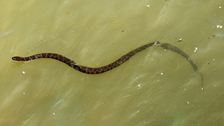 Snakes Come Out in The Rains: Here's What You Should Do If You Spot Serpents in Your Area This Monsoon