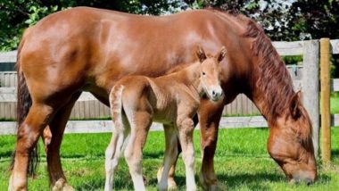 Suffolk Punch, Rare British Horse at Risk of Extinction, Successfully Breed in Laboratory Using Sex-Sorted Technology (Watch Video)