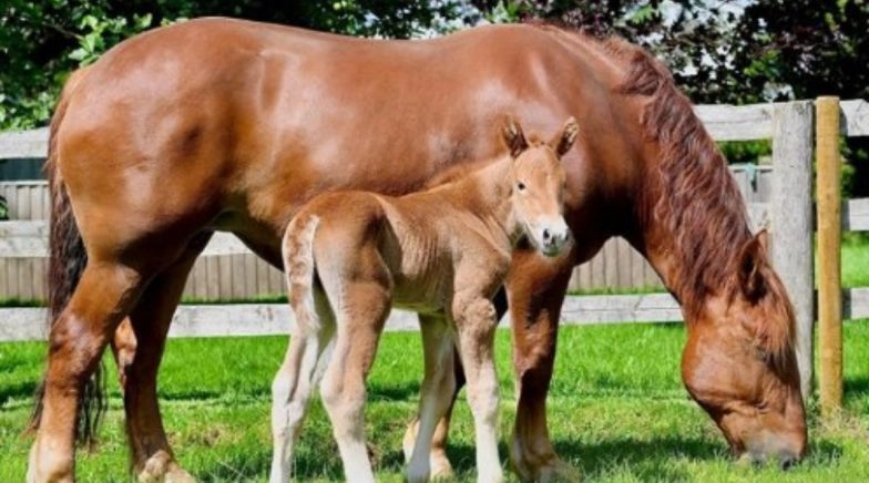 Suffolk Punch, Rare British Horse at Risk of Extinction Breed Using Sex-Sorted Technology