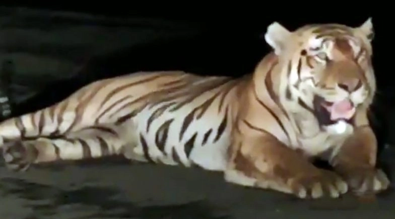 Tiger Sits in Middle of MP Flyover at Seoni District Halting Traffic, Shocking Video Goes Viral