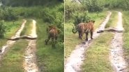 Tiger vs Python: Old Video of Unlikely Encounter Between Wild Cat and Giant Snake From Nagarhole Sanctuary in Karnataka is Going Viral