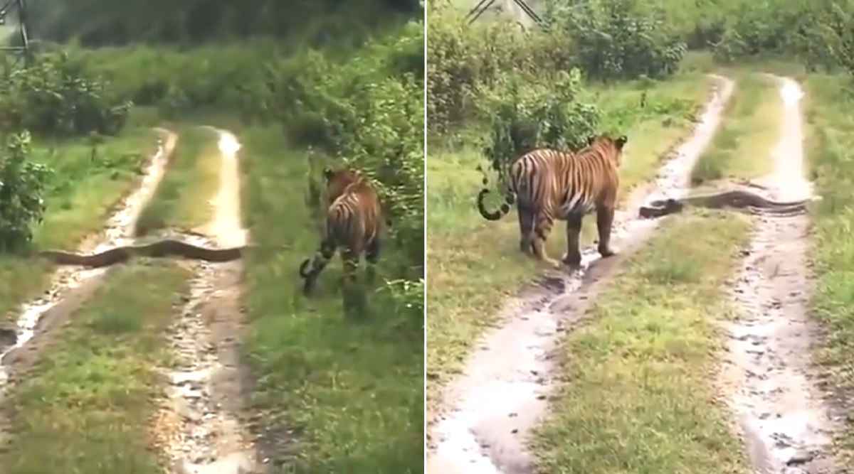 Tiger vs Python: Old Video of Unlikely Encounter Between Wild Cat and ...