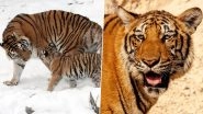International Tiger Day 2020: From &lsquo;Which Countries Have Tigers?&rsquo; to &lsquo;Where Are Tigers Native to?&rsquo; Most Frequently Asked Questions About Wild Cats Answered