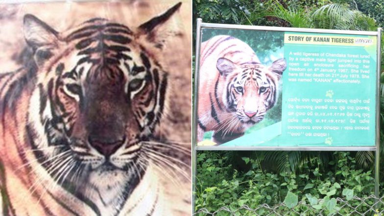 Tiger Ek Prem Katha: Here's What Happened When Kanan, a Tigress, Gave Up Her Freedom to Be in Captivity With Pradeep, a Tiger, in Odisha's Nandankanan Zoo!
