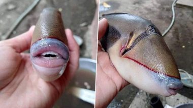 Fish With Human Face and Sharp Teeth Found in Malaysia Will Freak You Out! Know More About This Species of Triggerfish (View Pics and Video)
