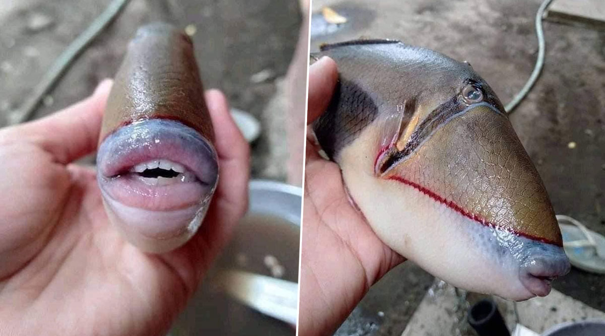 Fish With Human Face and Sharp Teeth Found in Malaysia Will Freak