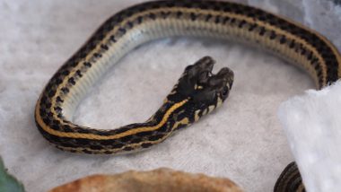 World Snake Day 2020: Garter Snake Gives Birth to Two-Headed Baby Serpent Along With 13 Other Snakes in Breeder's Home (Watch Video)