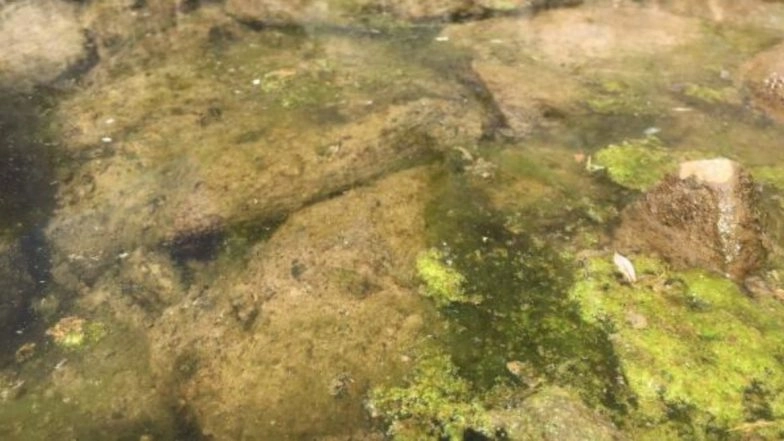 US Mountain Lakes Turn Green With Algal Bloom Due to Climate Change, Scientists Say Algae Concentration Doubled in Past 70 Years (See Pictures)