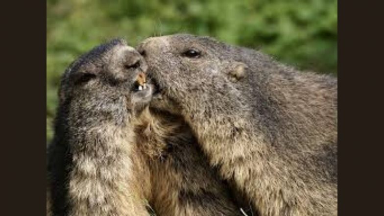 Bubonic Plague: Chinese City on Alert After a Suspected Case of Bubonic Plague Reported, Here's All About 'Black Death'